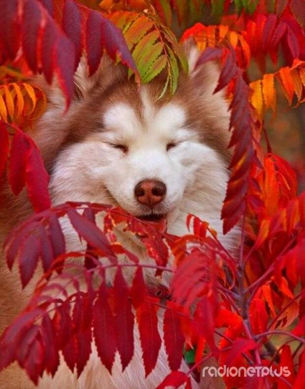 Эти смешные животные