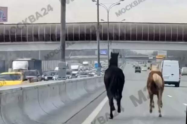 ГИБДД не поймала выбежавших на МКАД лошадей