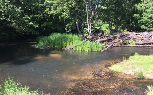 Туристов ждет штраф за визит в Окский заповедник и сплав по Пре без разрешения