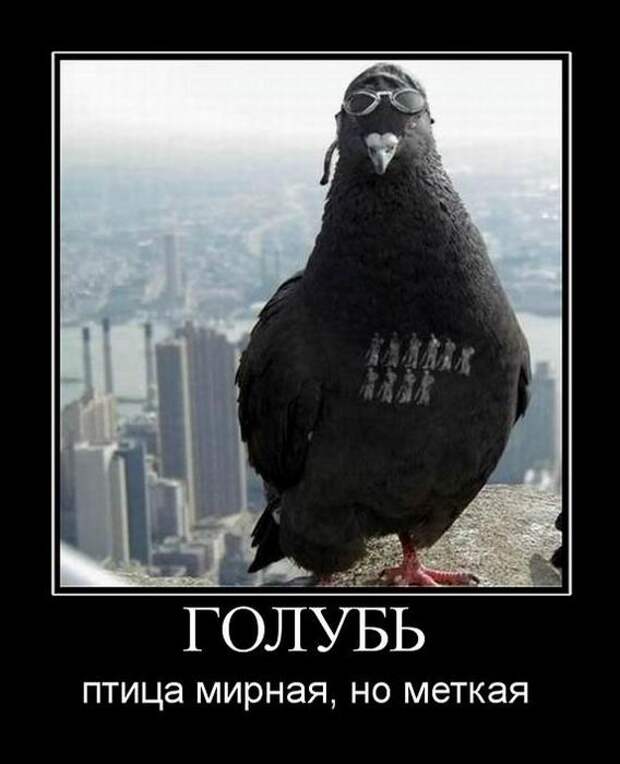 Демотиваторы демотиваторы, прикол, смех, юмор