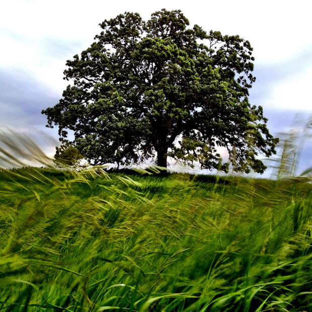 oak04