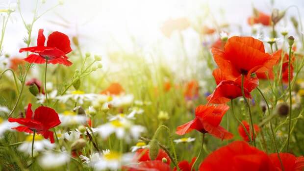 5227673_niceimage_ru4082 (700x393, 193Kb)