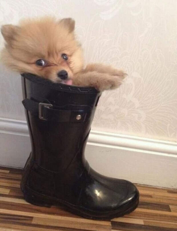 собаки сидят где хотят