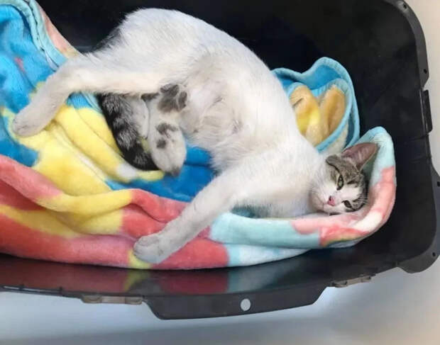 Без кота и жизнь не та