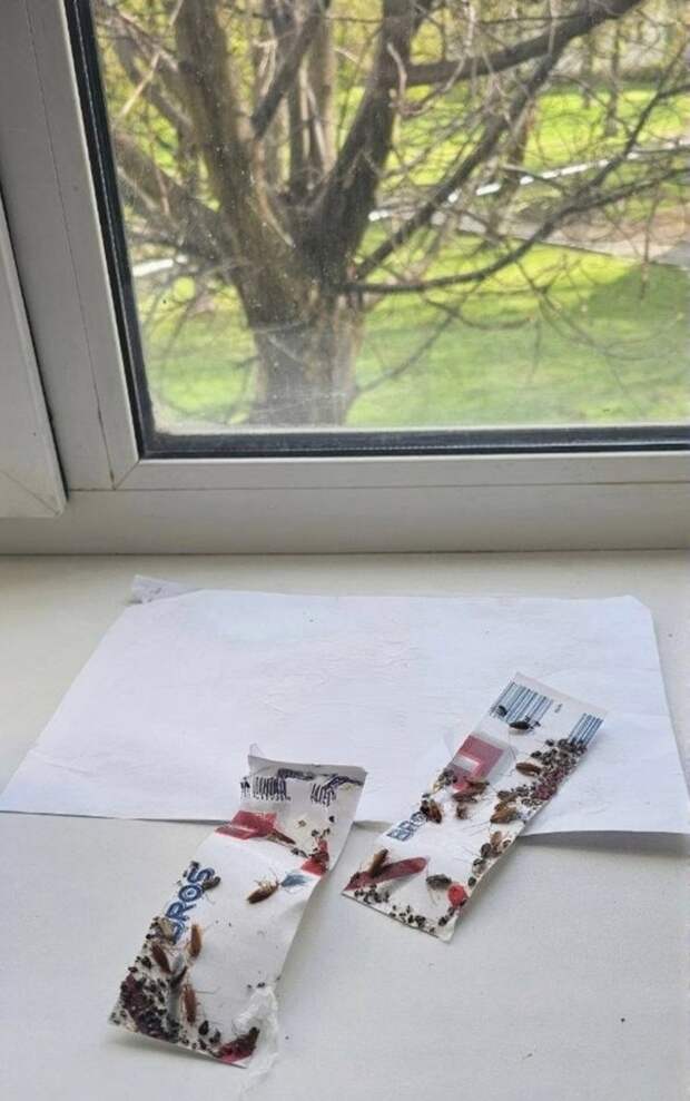 тараканы в отделении неврологии в Шлаковой больнице