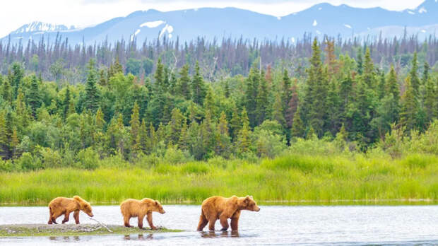 СМИ: столице Аляске грозит наводнение, а в Анкоридже активизировались медведи