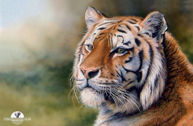 Реалистичные портреты диких животных
