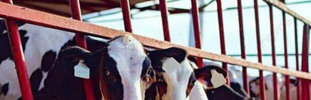 В Конаеве планируют построить молочно-товарную ферму на 1 200 голов