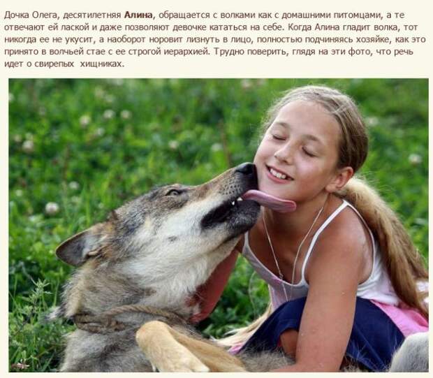 Семья белорусских фермеров вырастила стаю волков (12 фото) Семья белорусских фермеров вырастила стаю волков (12 фото)