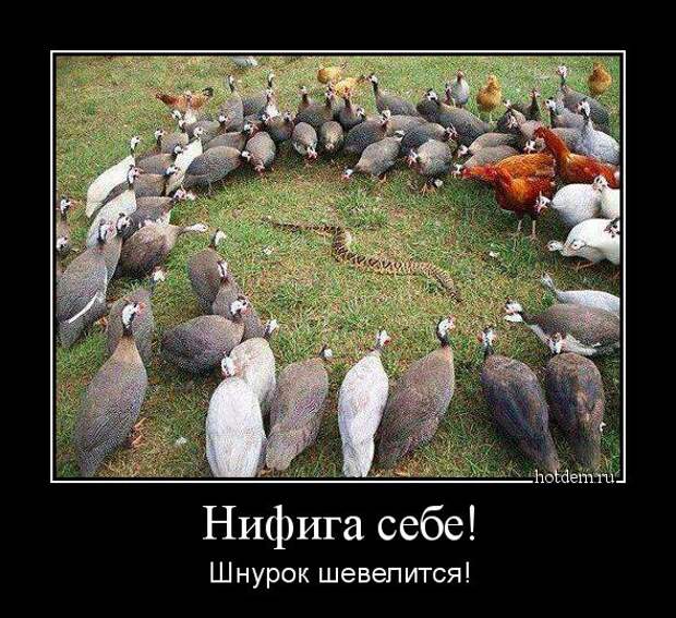 Демотиваторы демотиваторы, прикол, смех, юмор