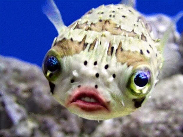 Put Donald Trump's Mouth On Puffer Fish