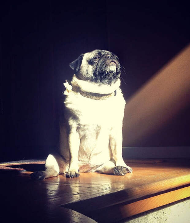 животные пригрелись в лучах солнца