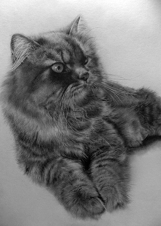drawncats04 Мастер карандашного наброска Пол Ланг