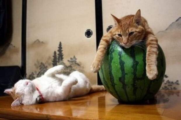 Коты, познавшие науку сна дрыхнут, коты