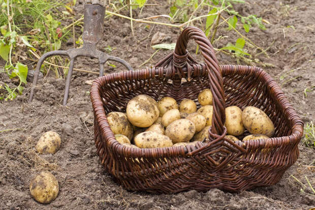 Зачем выращивать картошку самому?