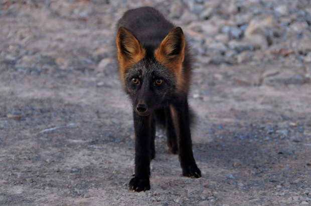 black-silver-fox-20