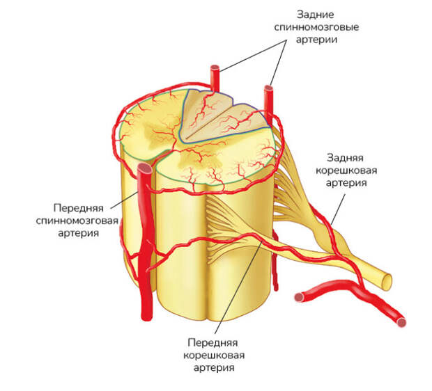 Спинной мозг представляет собой длинный пучок нервов и клеток, который простирается от нижней части головного мозга до поясницы.