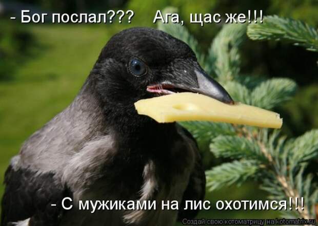 Клёвые отрывные котоматрицы (30 фото)