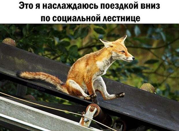 Прикольные картинки. Вечерний выпуск (52 фото)