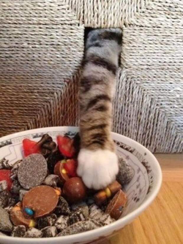 Котэ пойманы с поличным