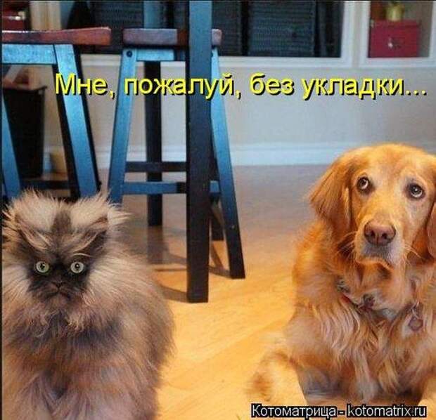 Весёлые котоматрицы - смешные кошки Весёлые котоматрицы - смешные кошки