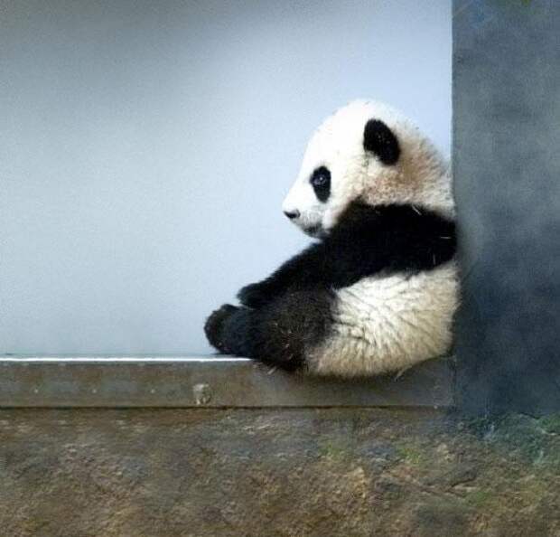 за убийство панды в Китае могут приговорить к смертной казни