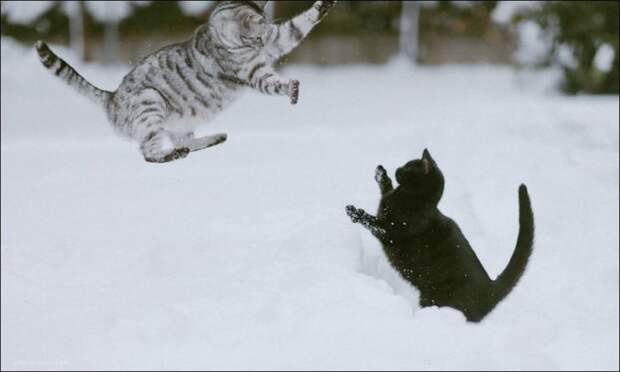 Снежные коты