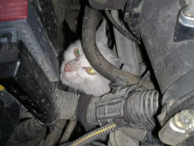 Уважаемые автомобилисты! авто, животные, коты, прикол, юмор