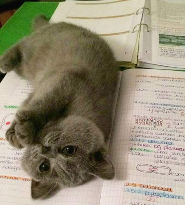кошка мешает читать 