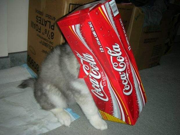 Хаски, воспитанный кошками