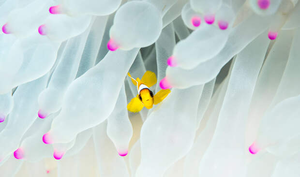Победители научного конкурса Royal Society Publishing Photography Competition