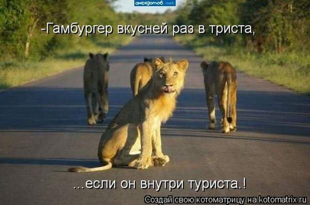 Котоматрица №36