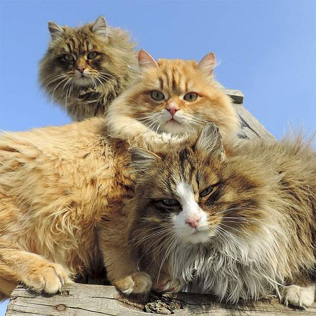 Необычная колония рыжих под Барнаулом животные, коты