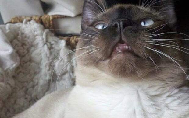 10 котов, которые попробовали валерьянку и кошачью мяту 10 котов, которые попробовали валерьянку и кошачью мяту валерьянка, кот, прикол