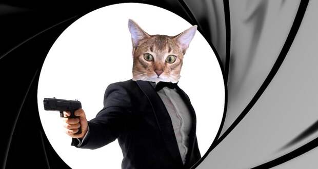 Как в ЦРУ пытались сделать из кошек «киборгов-шпионов»