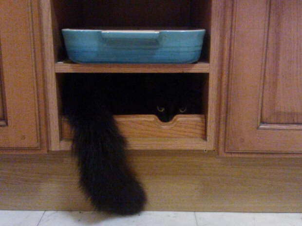 кошки которые думают что они хорошо спрятались 