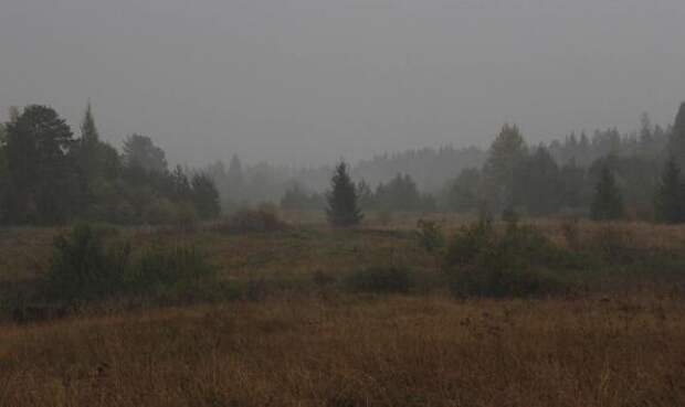 Мошенники предстали перед судом Ленобласти за кражу земель лесфонда на 100 млн