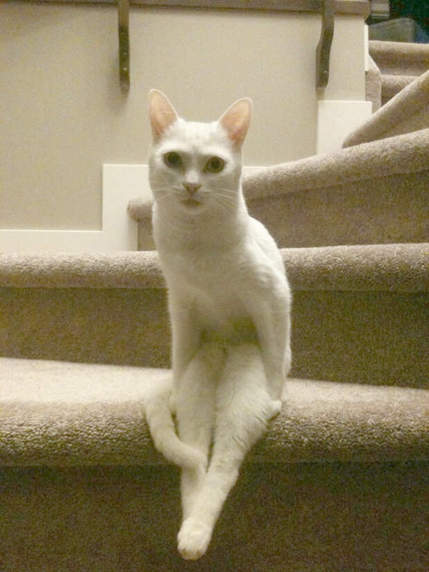 кошка сидит на лестнице