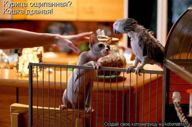 Котоматрица