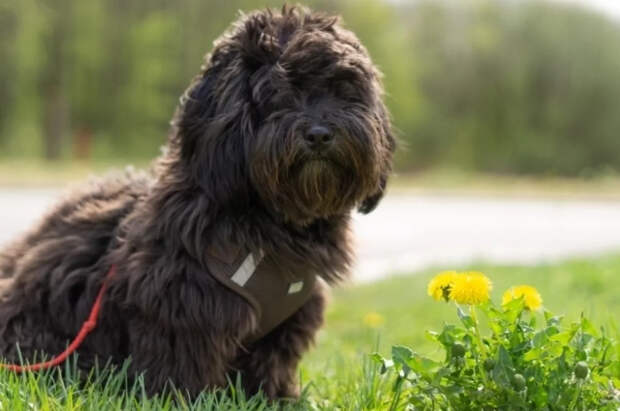 Пёс Лазарь из Франции претендует стать старейшей собакой в мире