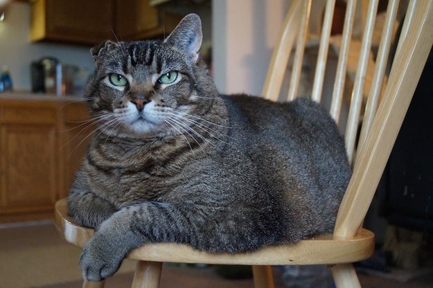 23 фотографии котиков, которые растопят ваше сердце   животные, кот, позитив, фото