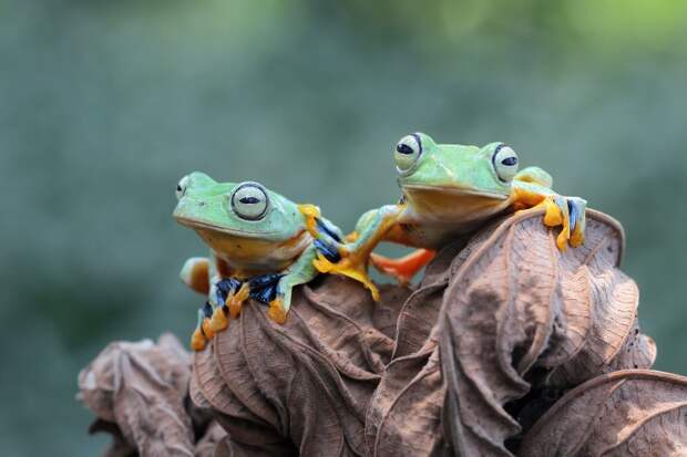 Как TRPM8 объясняет разную чувствительность к холоду у земноводных