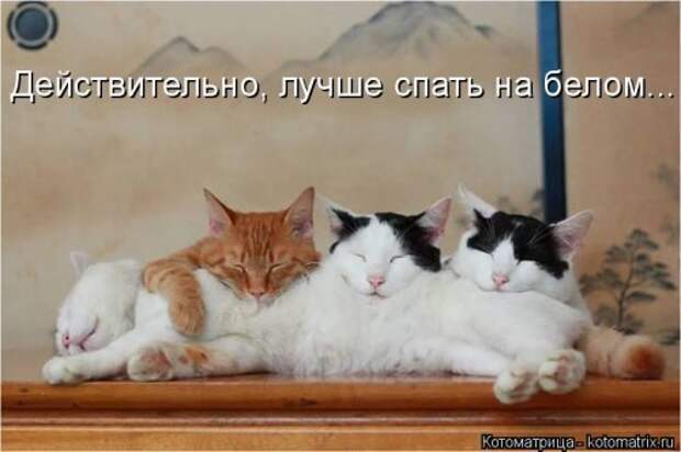 Новая котоматрица (37 шт)