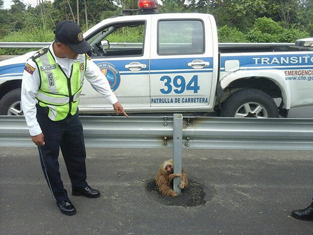 police-rescue-sloth-cross-highway-ecuador-6