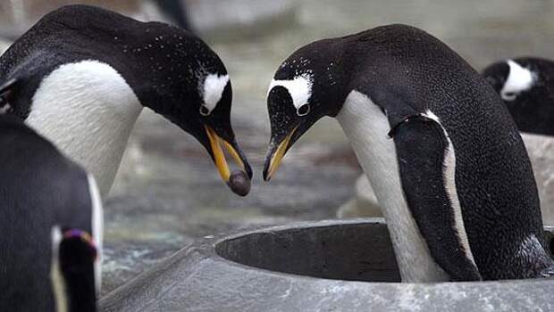 пингвины дарят своим возлюбленным гальку