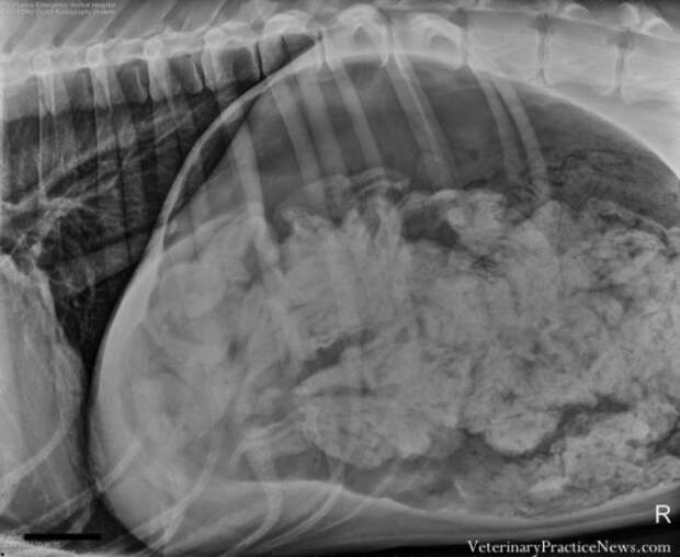 Рентгеновские снимки собак,собаки съели вещи, вещи найденные внутри собак