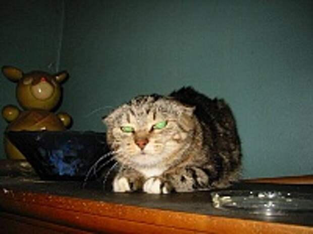 Кошки и Котята 8
