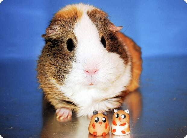 Морская свинка (лат. Cavia porcellus)