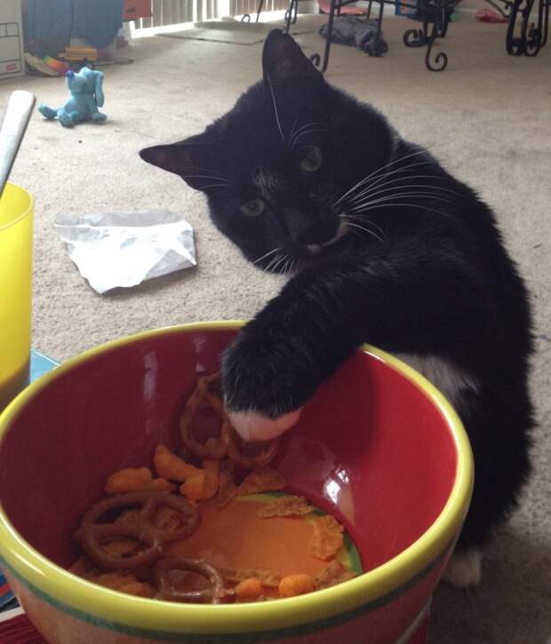кошки хозяйничают 