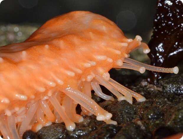 Морская звезда-подсолнух, или пикноподия (лат. Pycnopodia helianthoides)